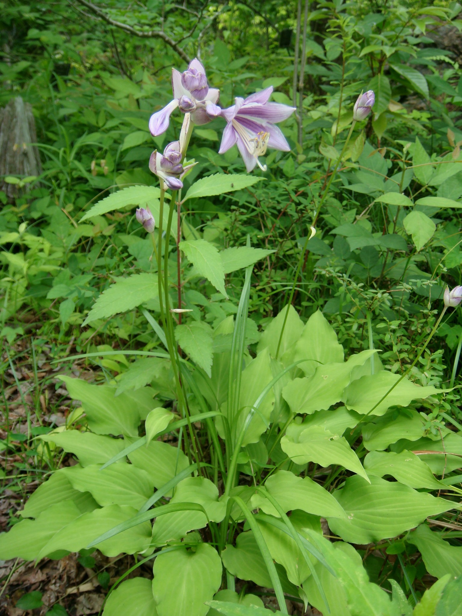 Hosta capitata (Koidzumi) Nakai